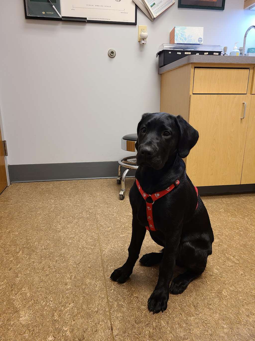Cedarburg Veterinary Clinic