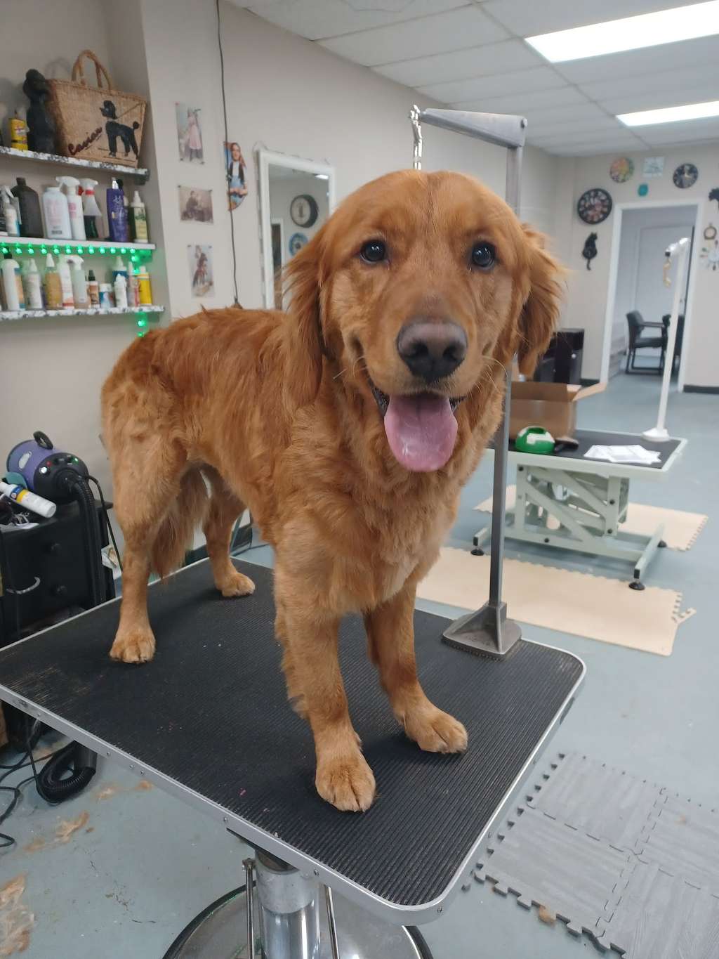 ZenPawsPetGrooming