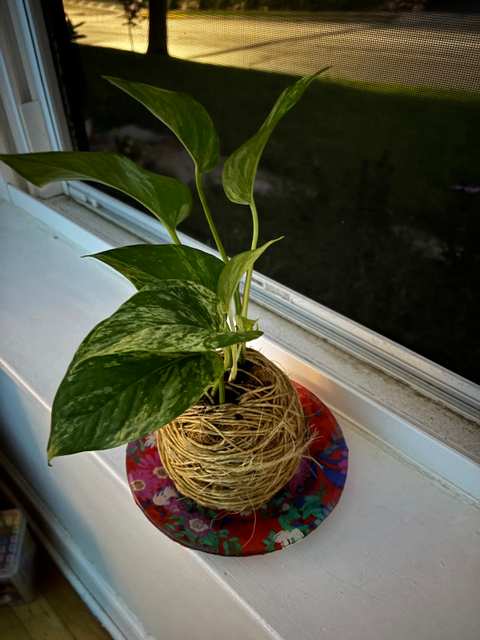 Happy Roots — photo 2
