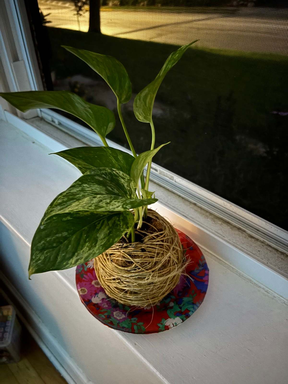 Happy Roots — photo 2